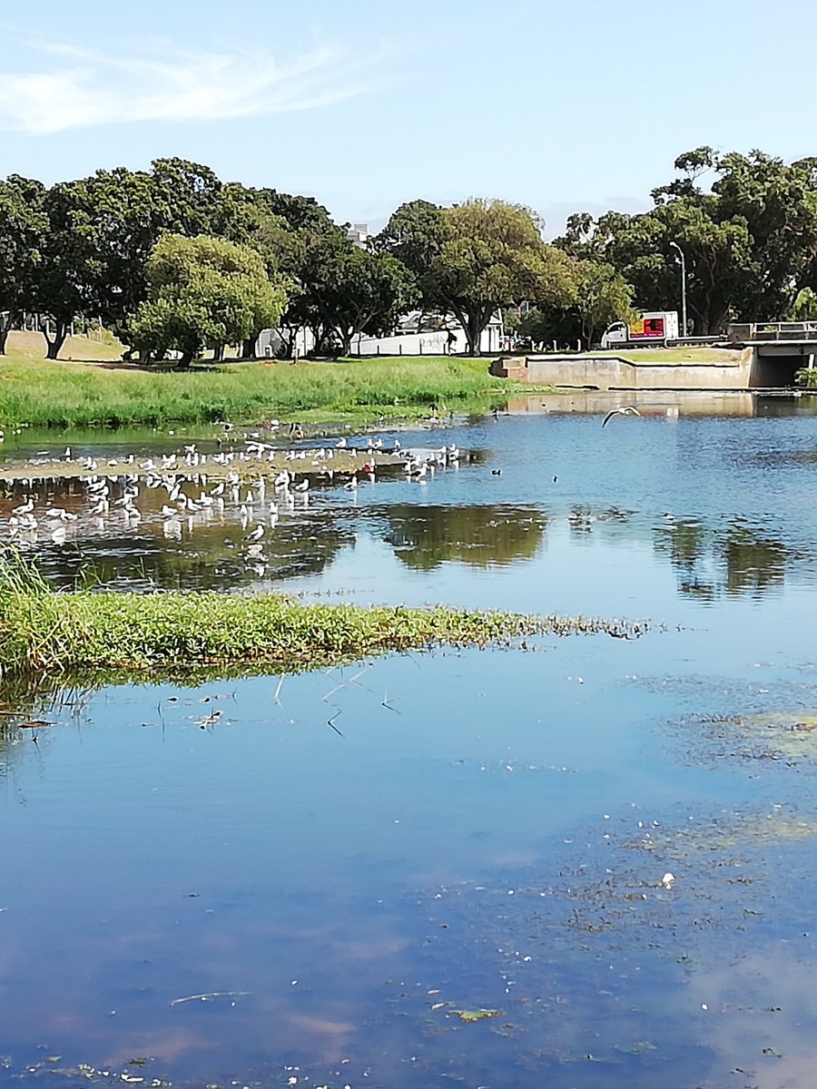 And Still I Rise&nbsp;2019